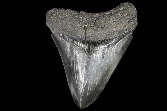 Fossil Megalodon Tooth - Serrated Blade #130737